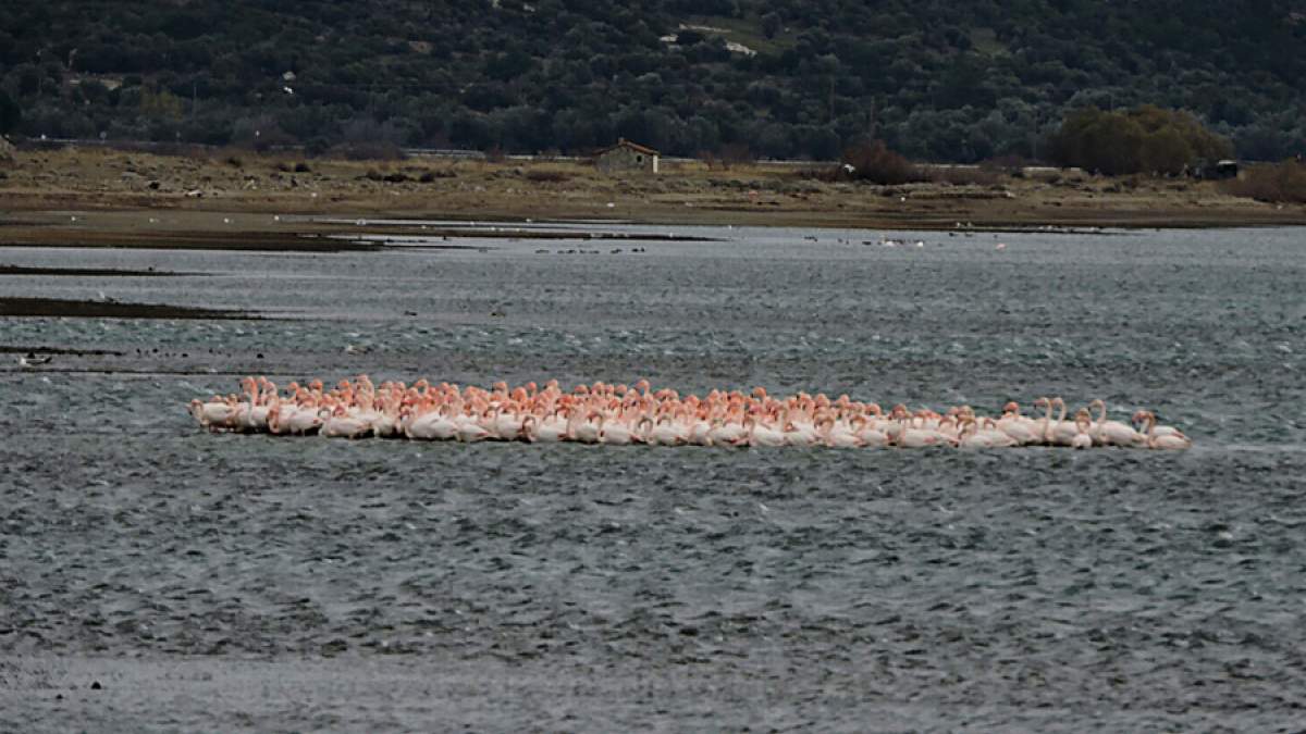 Λέσβος: Πάνω από 1000 φλαμίνγκο αγκαλιάστηκαν για να ζεσταθούν (εικόνες)